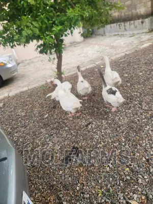 Geese and Goose