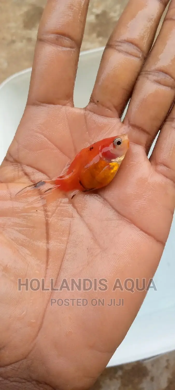 Aquarium Fishes Pet