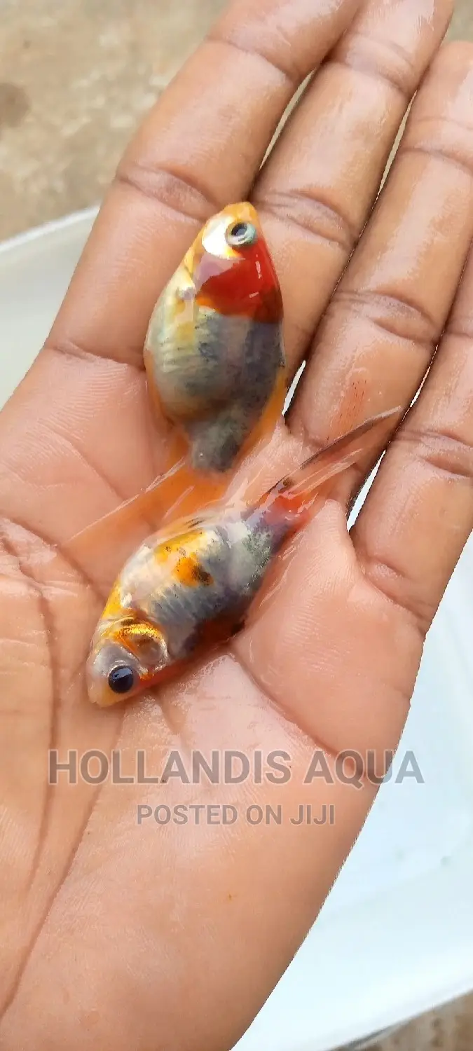Aquarium Fishes Pet