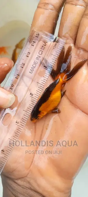 Aquarium Fishes Pet