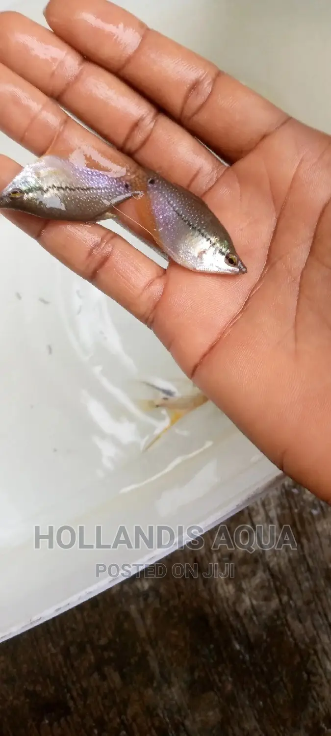 Aquarium Fishes Pet