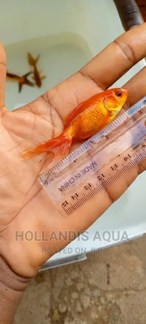 Aquarium Fishes Pet
