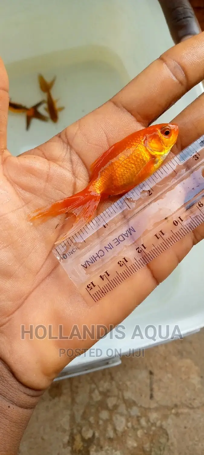 Aquarium Fishes Pet