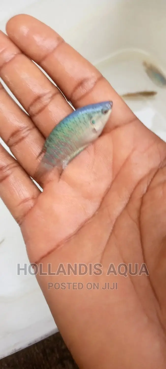 Aquarium Fishes Pet