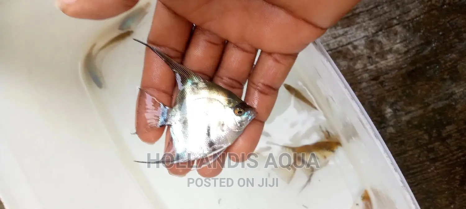 Aquarium Fishes Pet