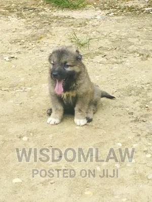 1-3 months Male Purebred Caucasian Shepherd