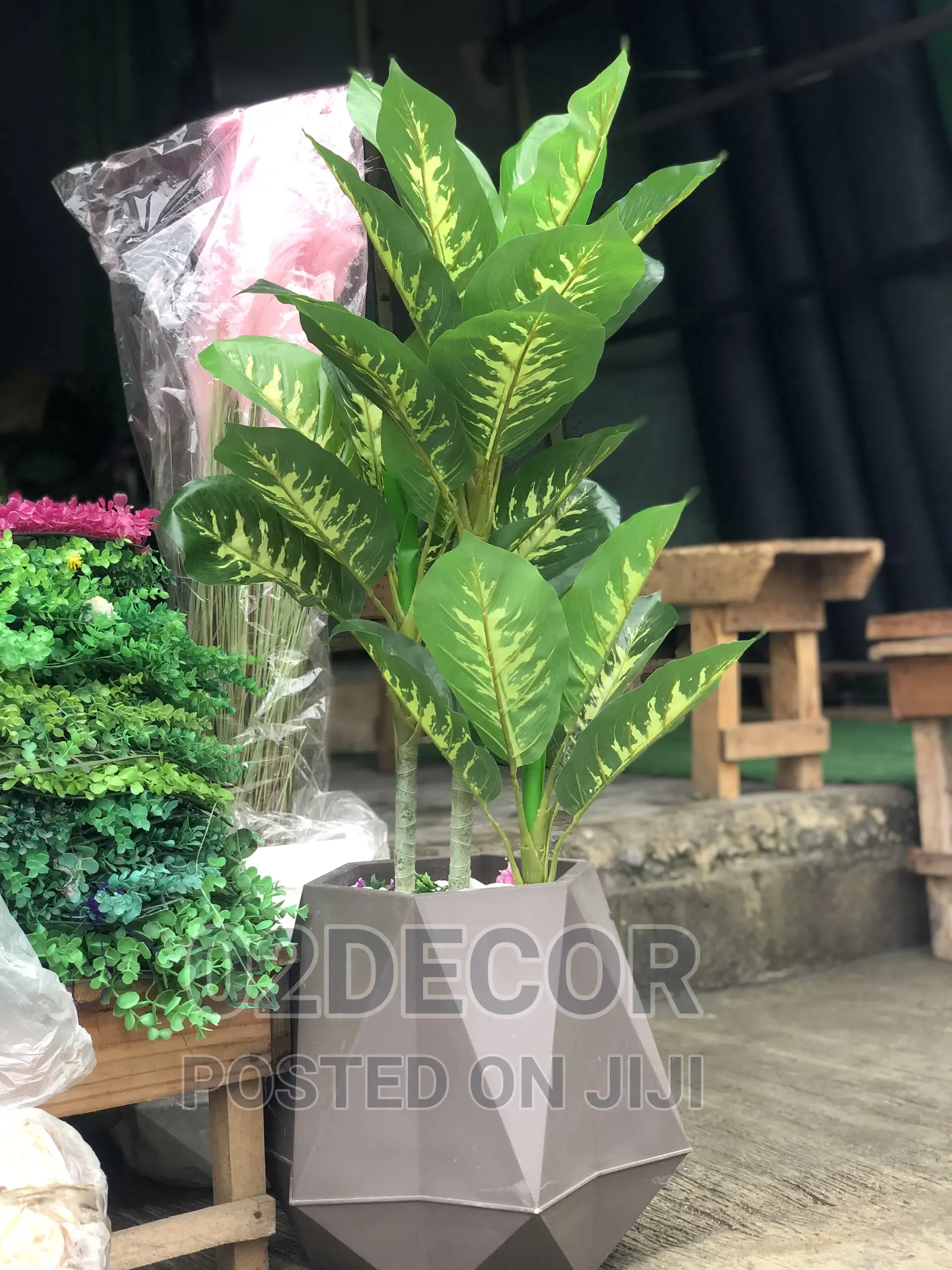 Plants for Indoor Decorations