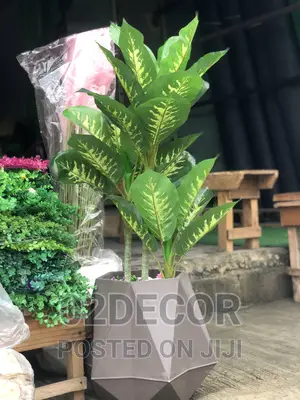 Plants for Indoor Decorations