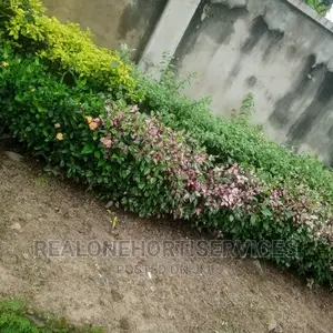 Hedges Flower For Beautification And Noise Pollution Control