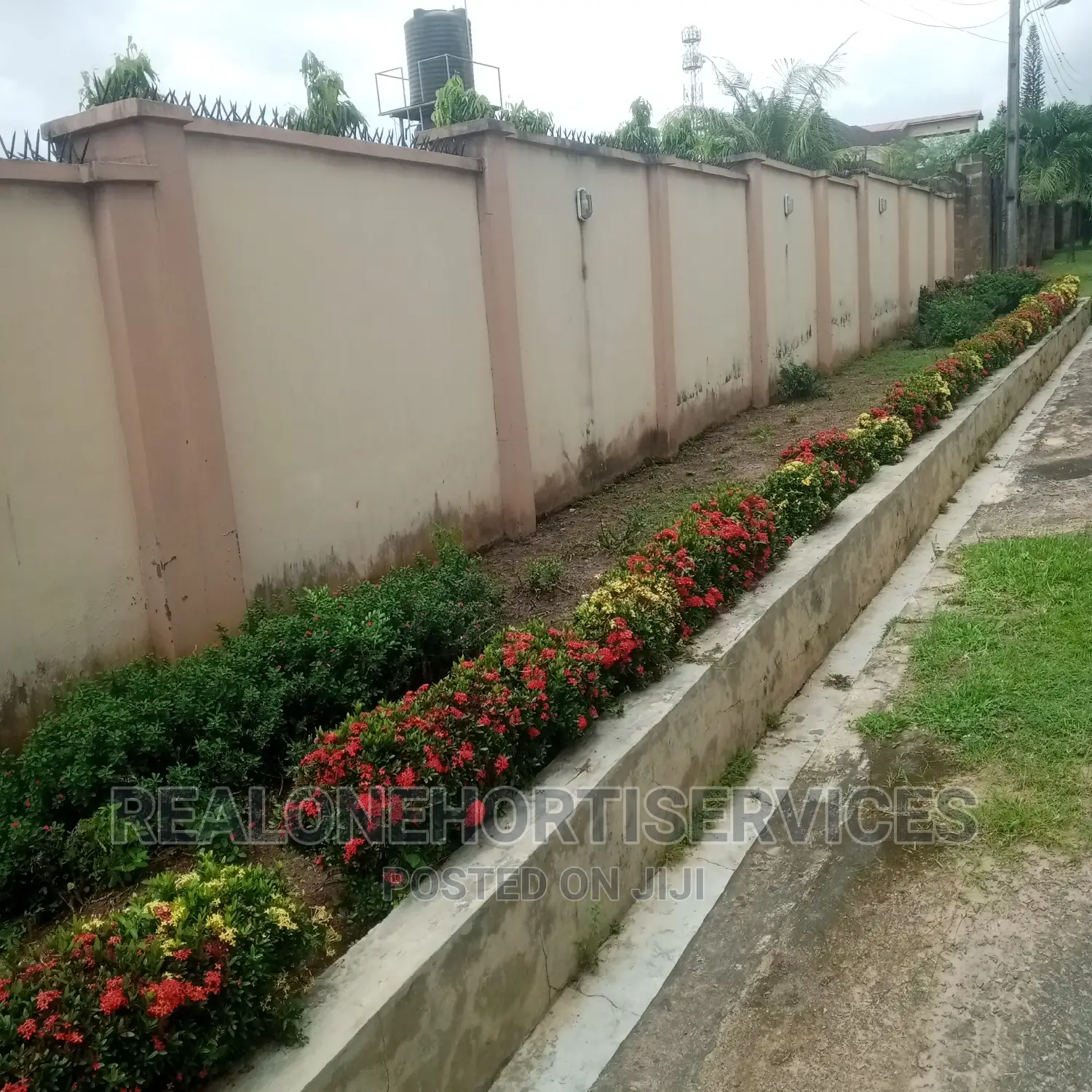 Hedges Flower For Beautification And Noise Pollution Control