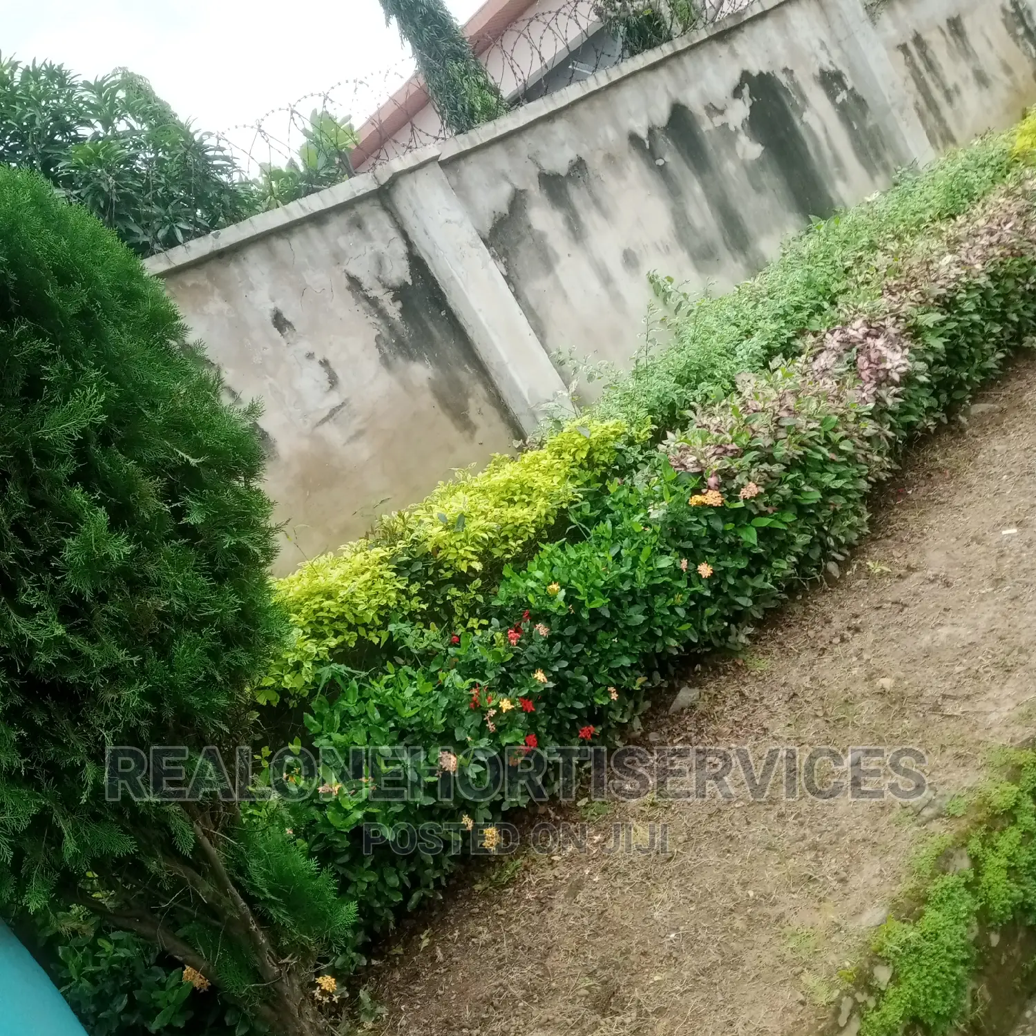 Hedges Flower For Beautification And Noise Pollution Control