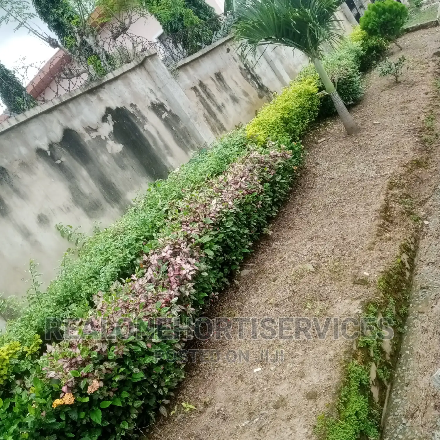 Hedges Flower For Beautification And Noise Pollution Control