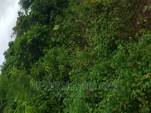 170 Acres at Ijaye, Along Ibadan/Iseyin Road, Ibadan