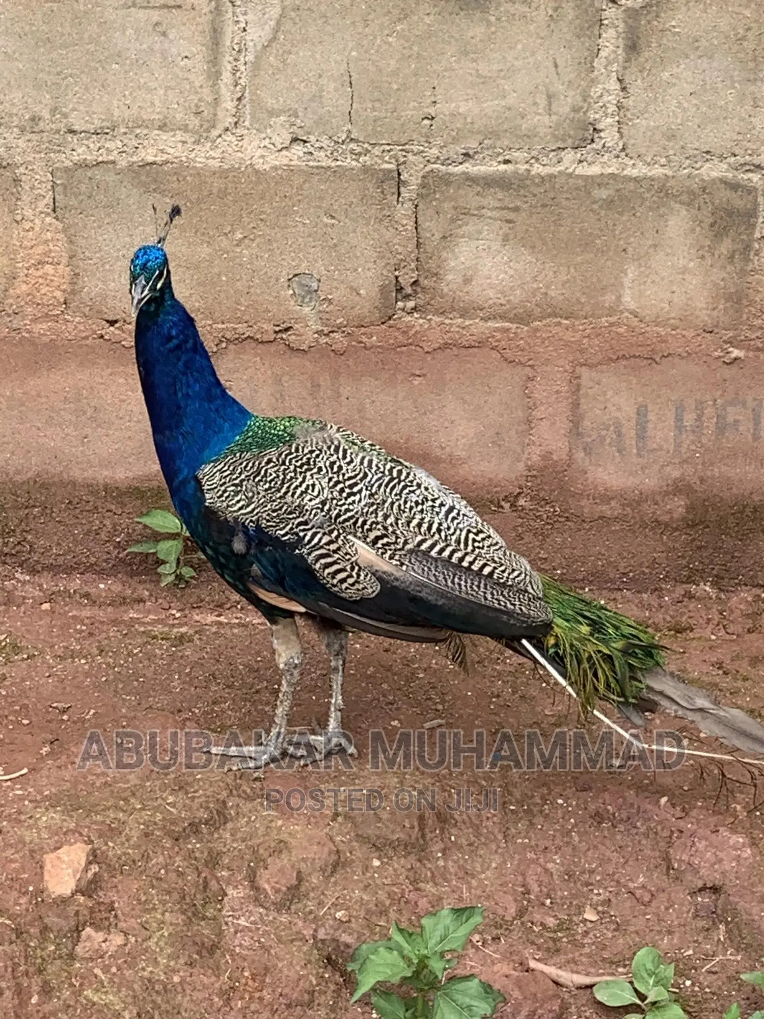 Full Adult Peacock for Sale