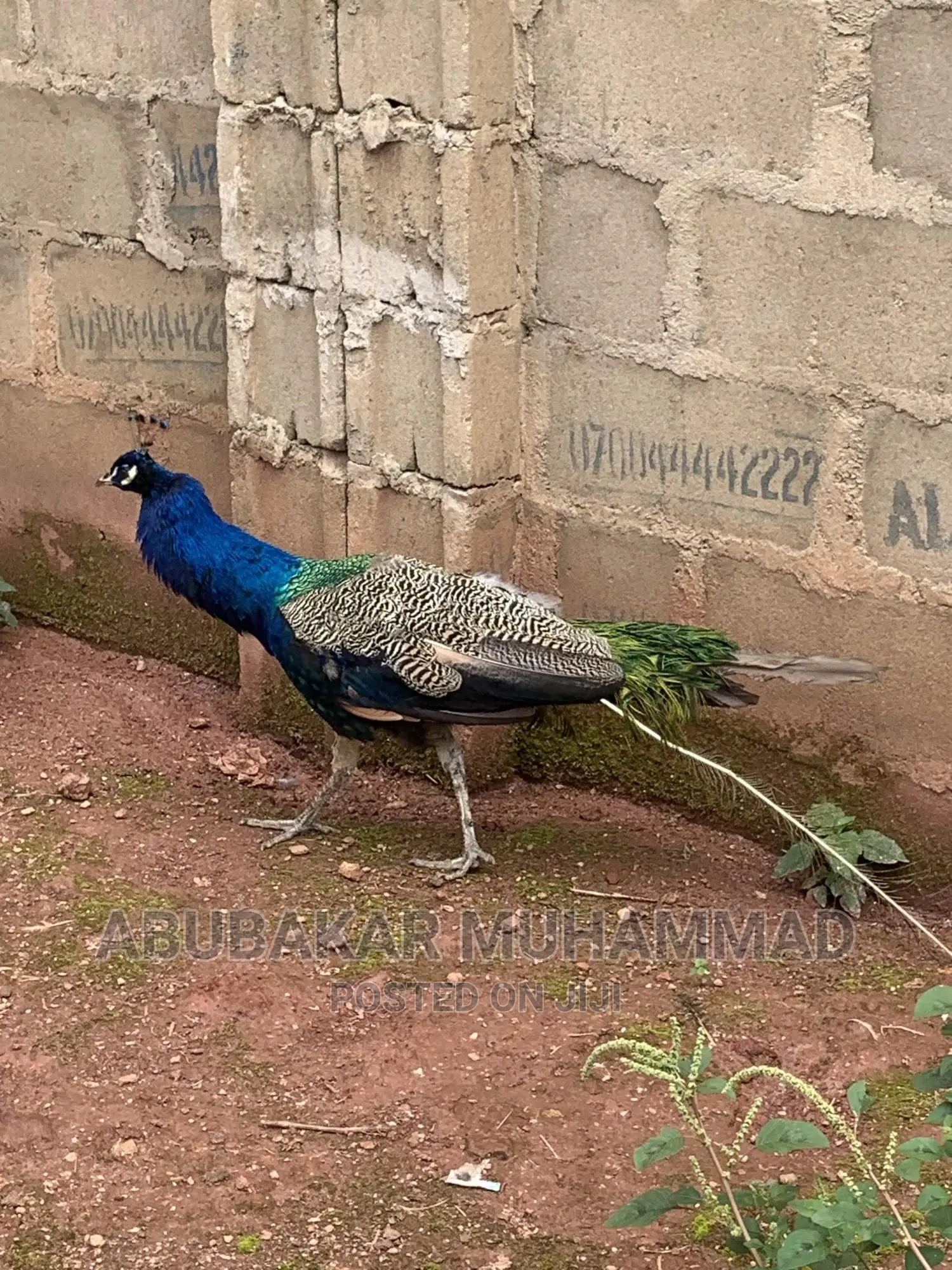 Full Adult Peacock for Sale