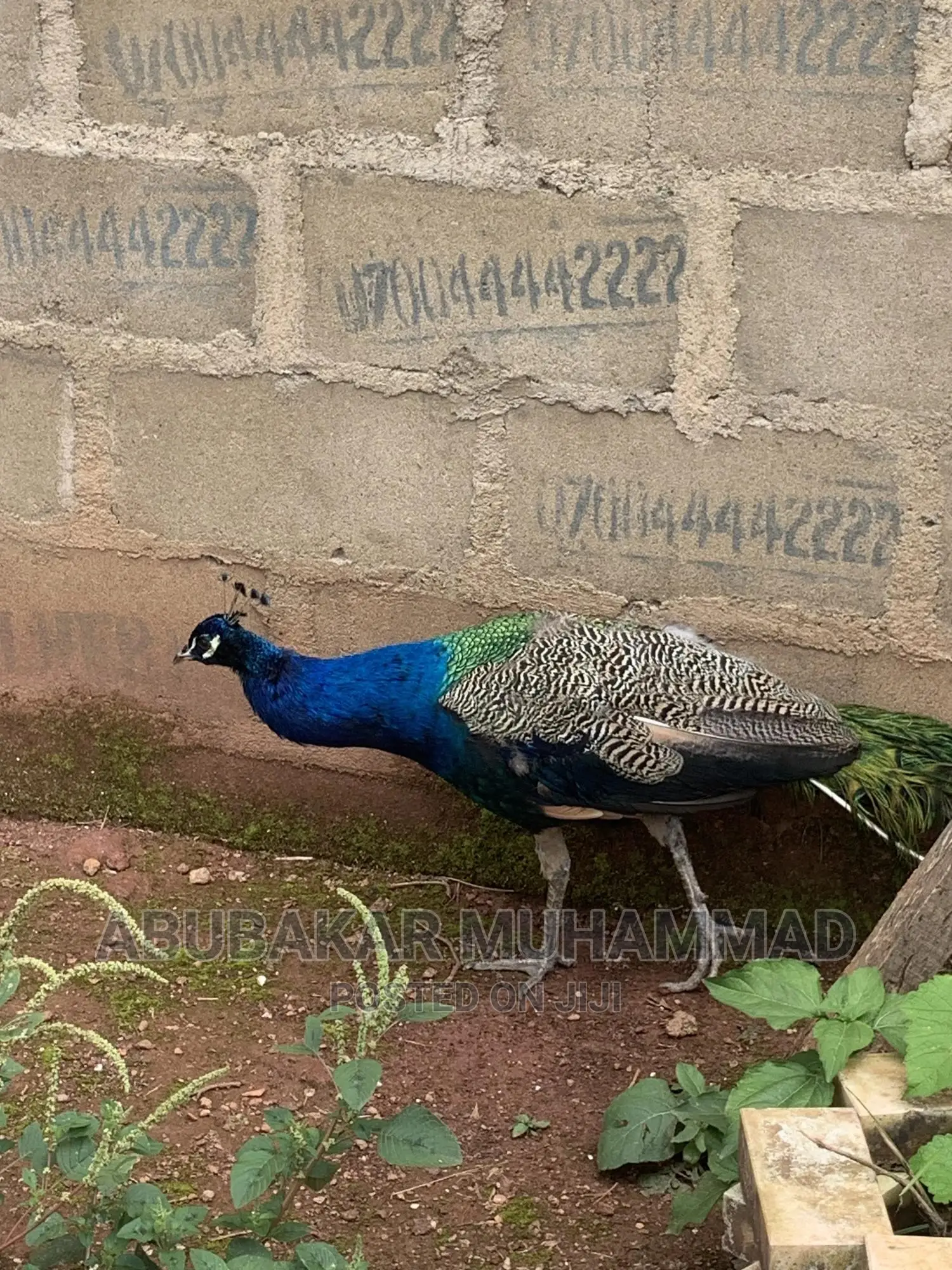 Full Adult Peacock for Sale