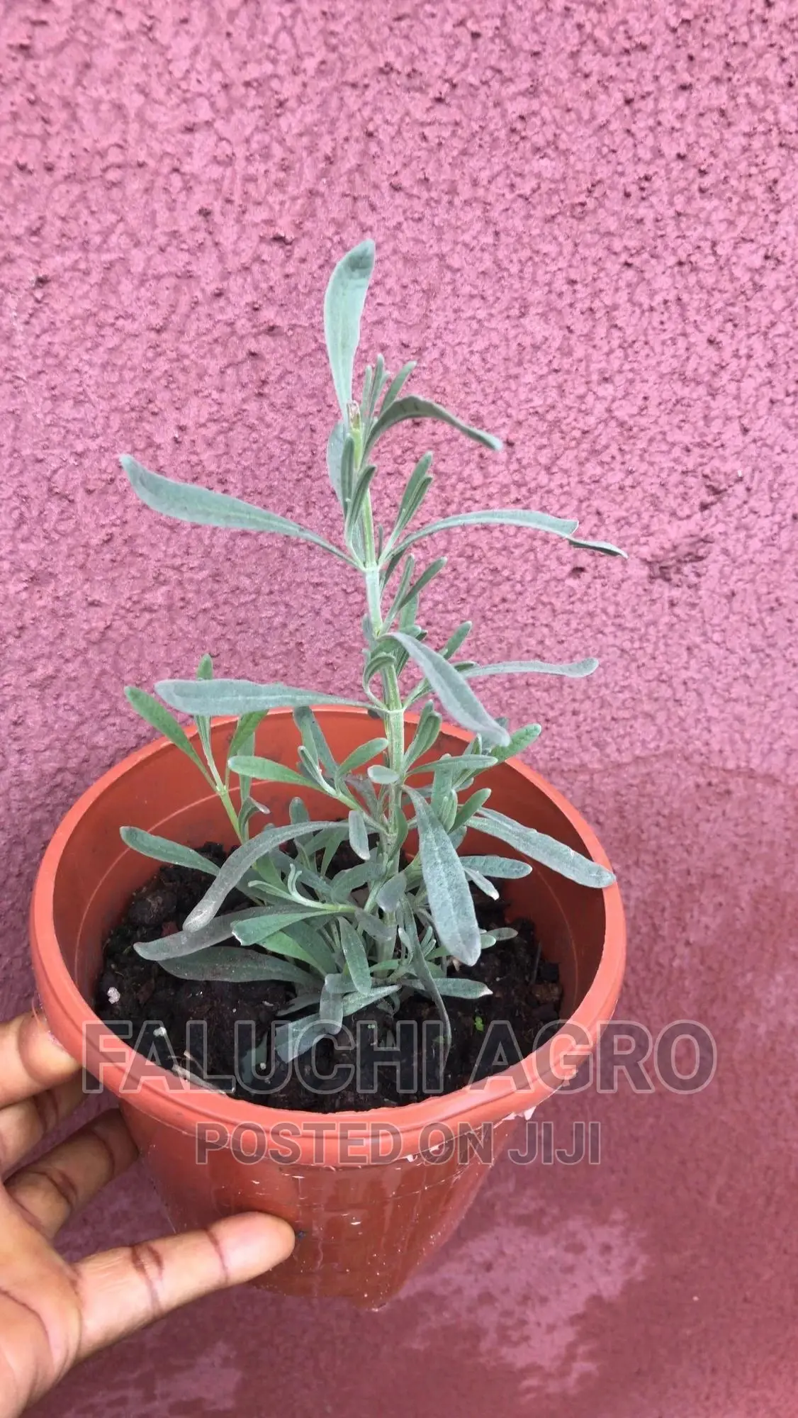 Lavender Seedlings