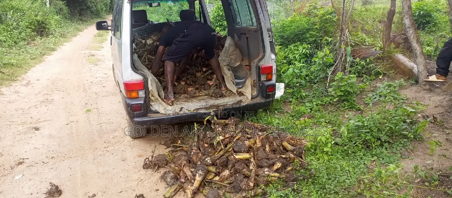 Plantain Suckers - Hybrid Giant Elephant Rapid Growth