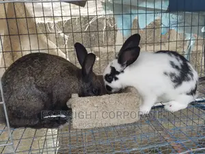 Healthy Rabbit