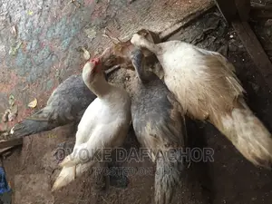 Muscovy Ducks