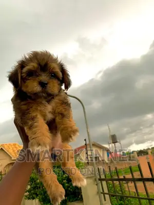 1-3 months Female Purebred Lhasa Apso