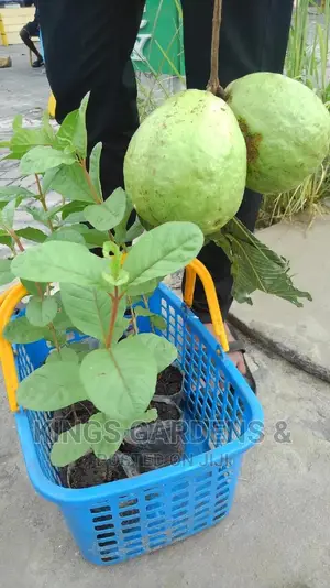 Fruit Plants