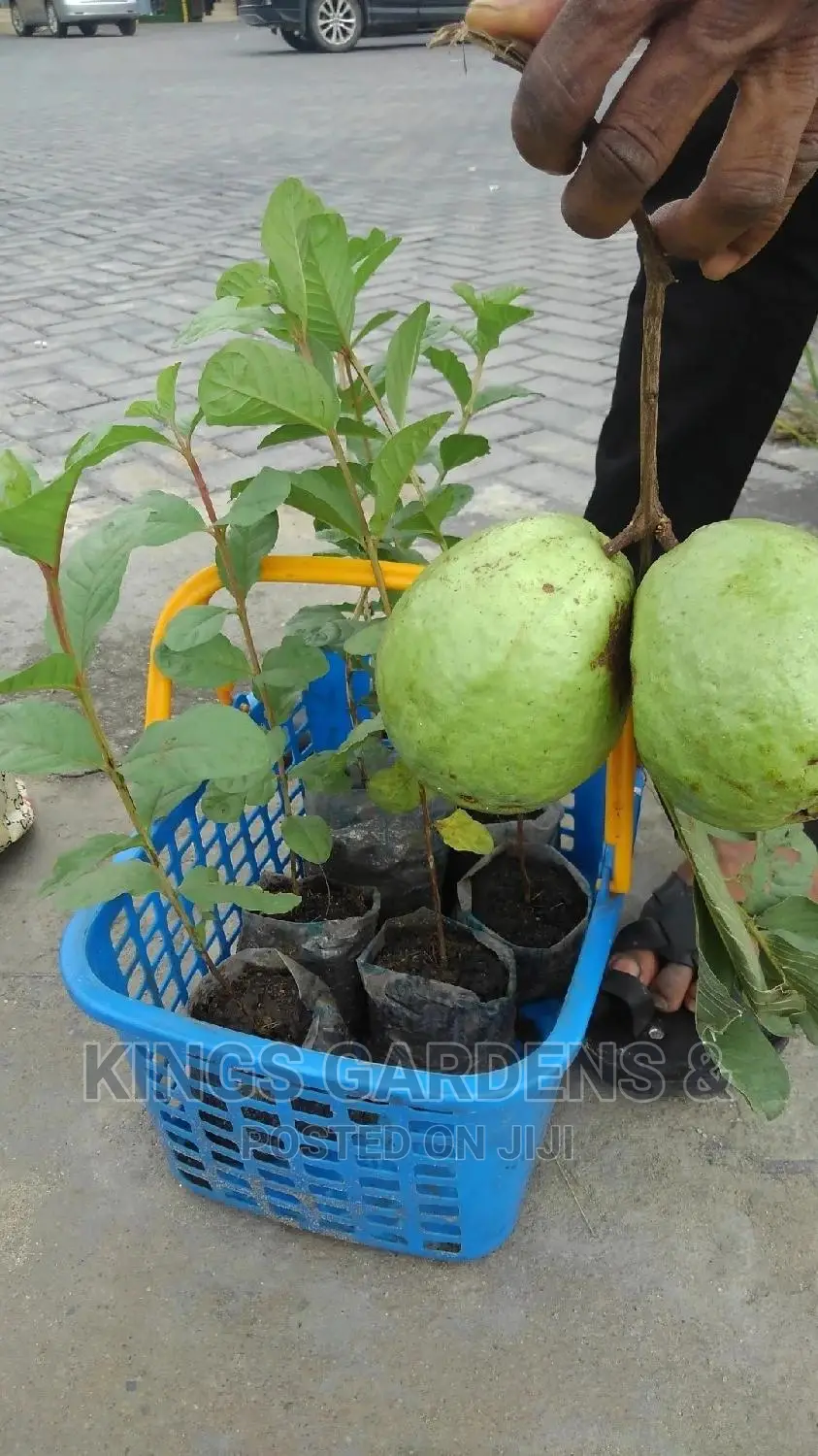 Fruit Plants