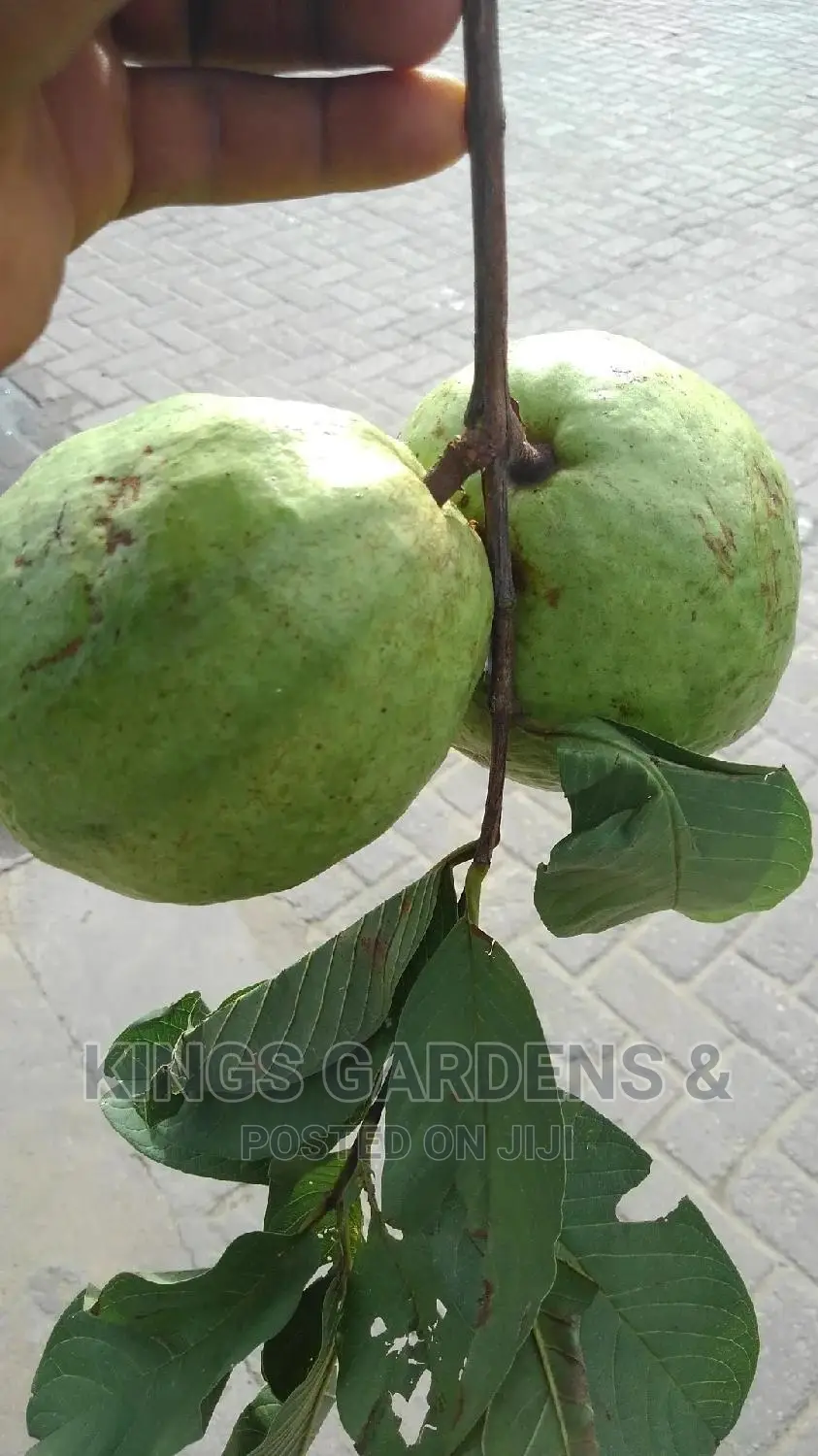 Fruit Plants