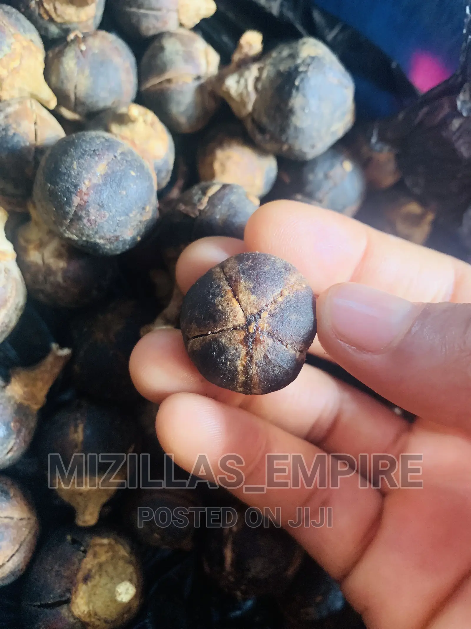 Gorontula Fruit(10pics)