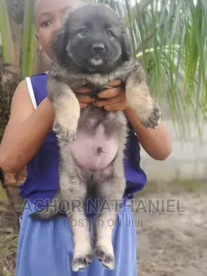 1-3 months Male Purebred Caucasian Shepherd
