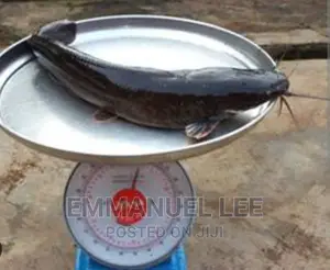 Catfish Sales