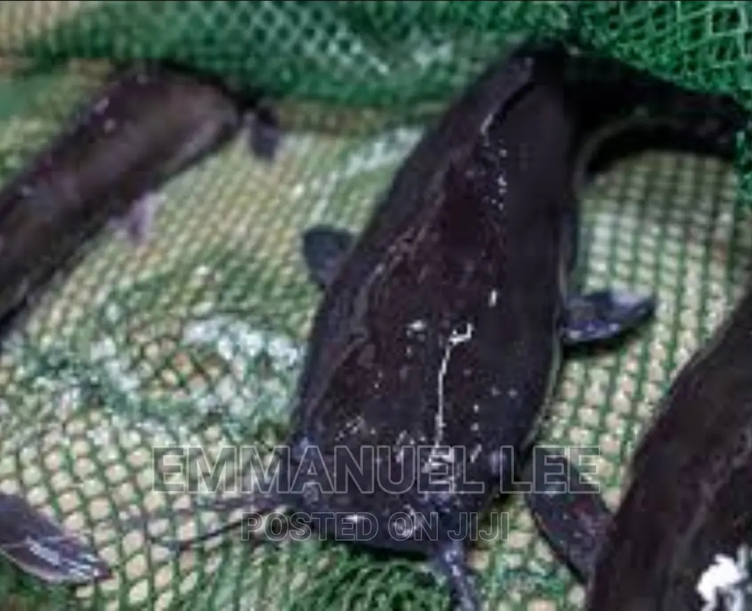 Catfish Sales