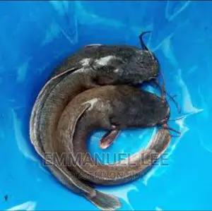 Catfish Sales