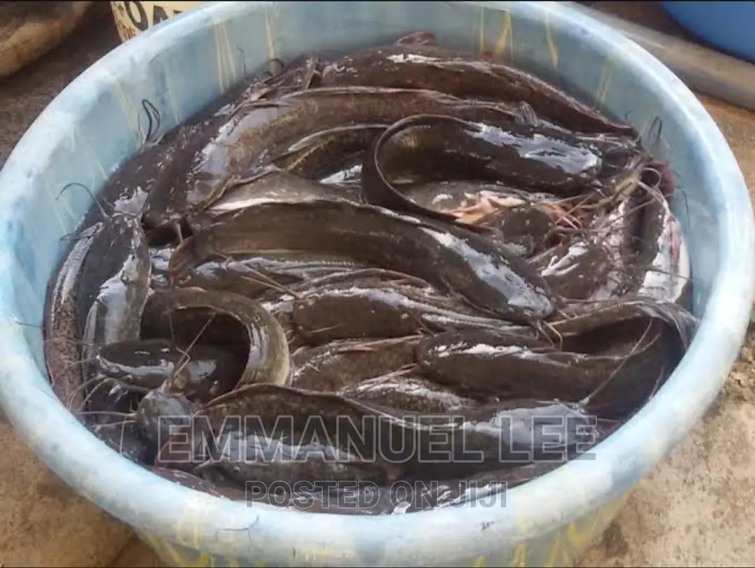 Catfish Sales