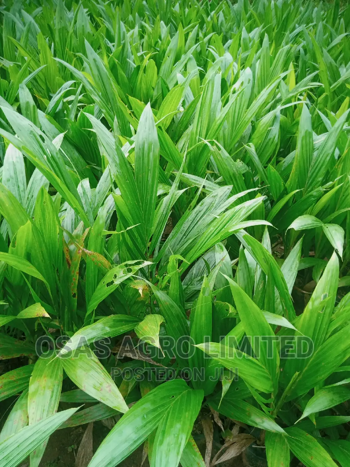 Malaysia Sprouted Nuts/Seedlings