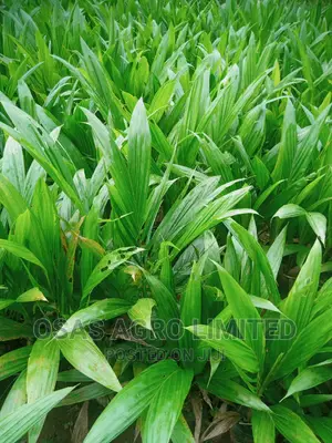 Malaysia Sprouted Nuts/Seedlings