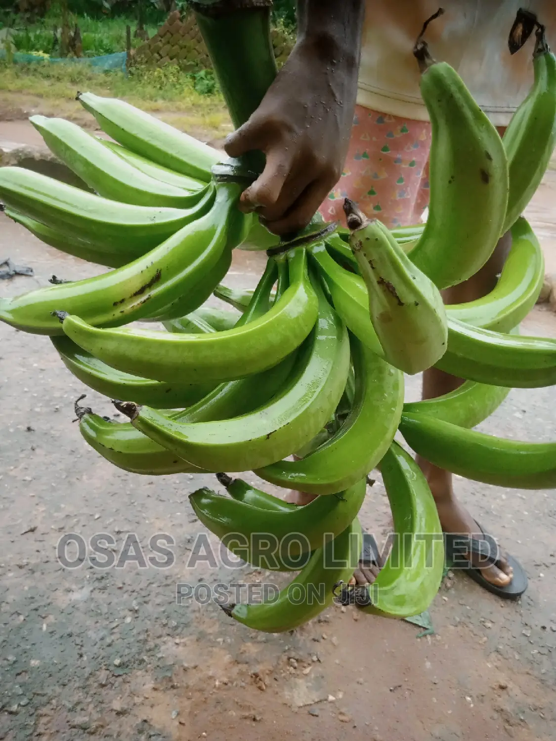 Malaysia Sprouted Nuts/Seedlings