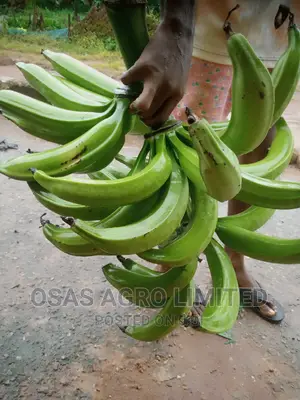 Malaysia Sprouted Nuts/Seedlings