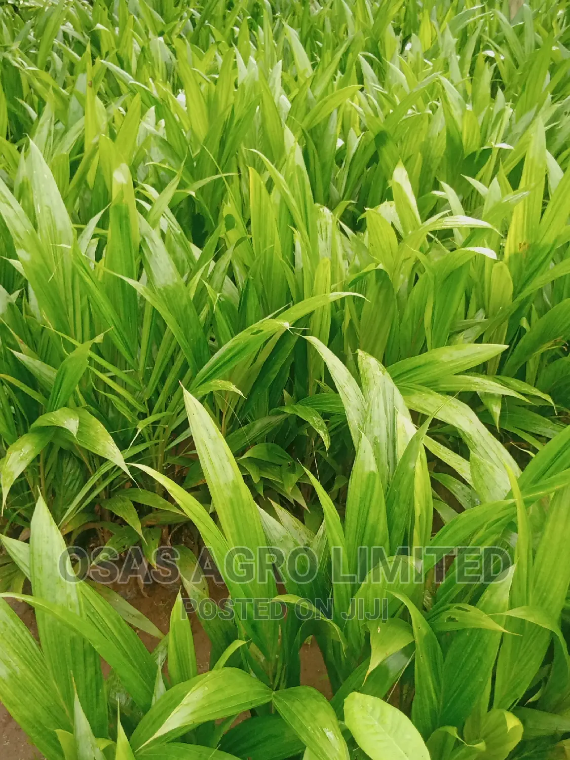Malaysia Sprouted Nuts/Seedlings
