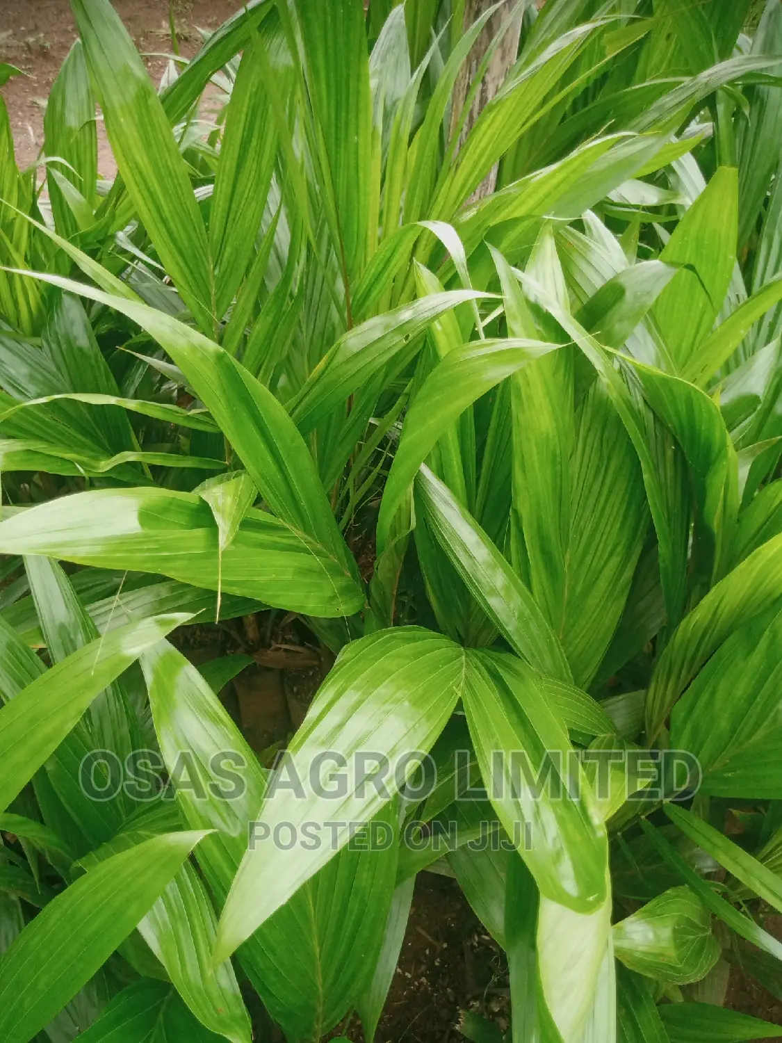 Malaysia Sprouted Nuts/Seedlings