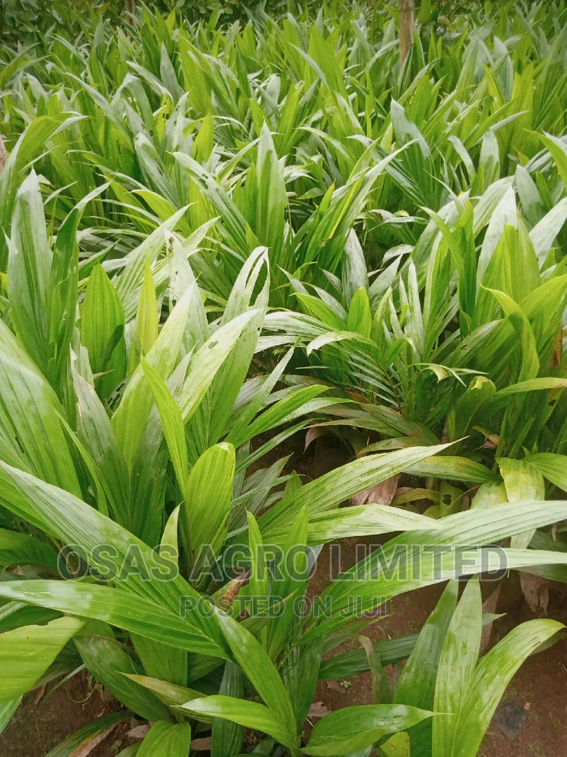 Malaysia Sprouted Nuts/Seedlings