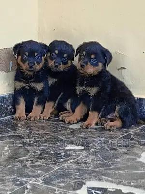 1-3 months Female Purebred Rottweiler