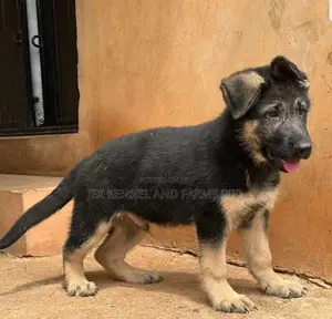 1-3 months Male Purebred German Shepherd