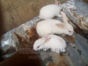 Rabbit Feed