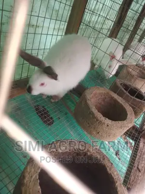 Hyla Max Rabbit