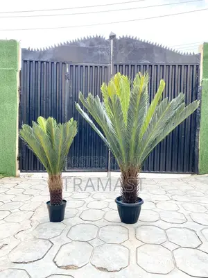 Cycas Palm Plant