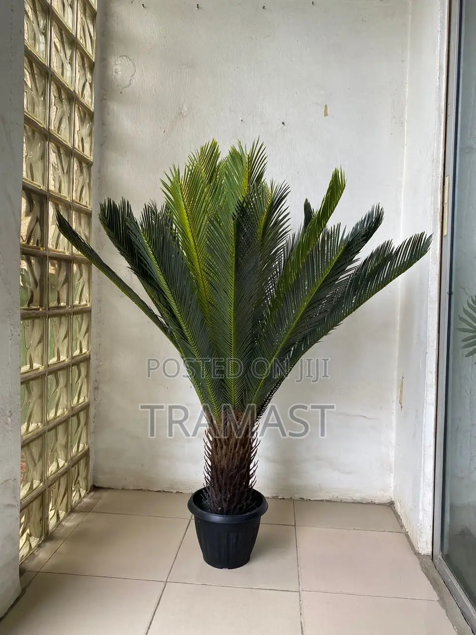 Cycas Palm Plant Big Size