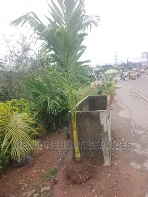 Queens Palm; Landscape Element for Home, Office , Hotels,