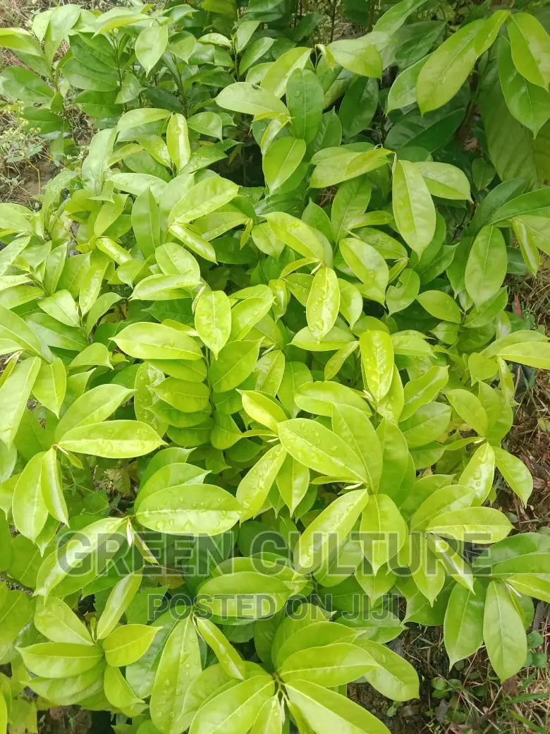 Sour Sop Seedlings