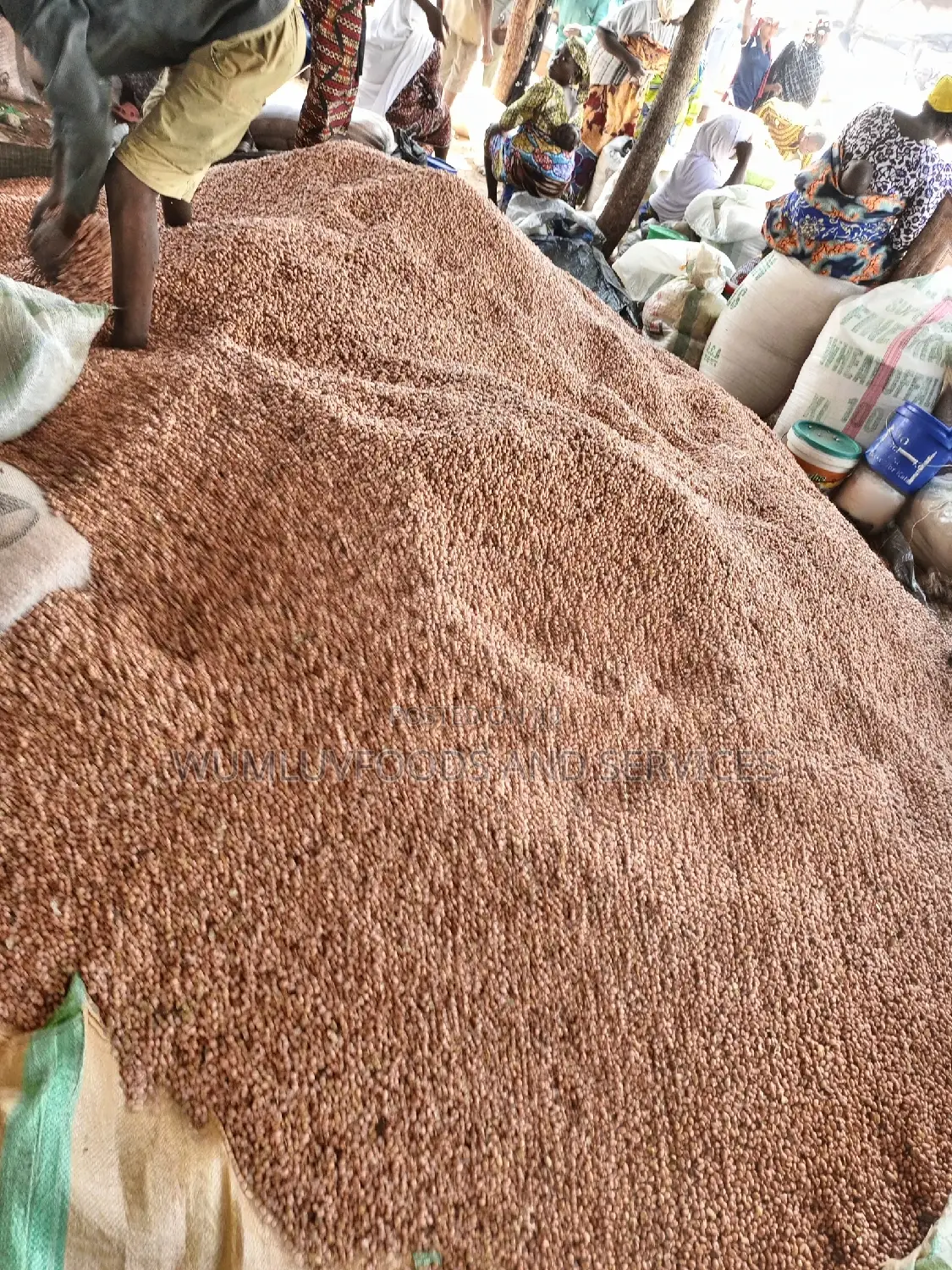 Groundnut Available in Varieties
